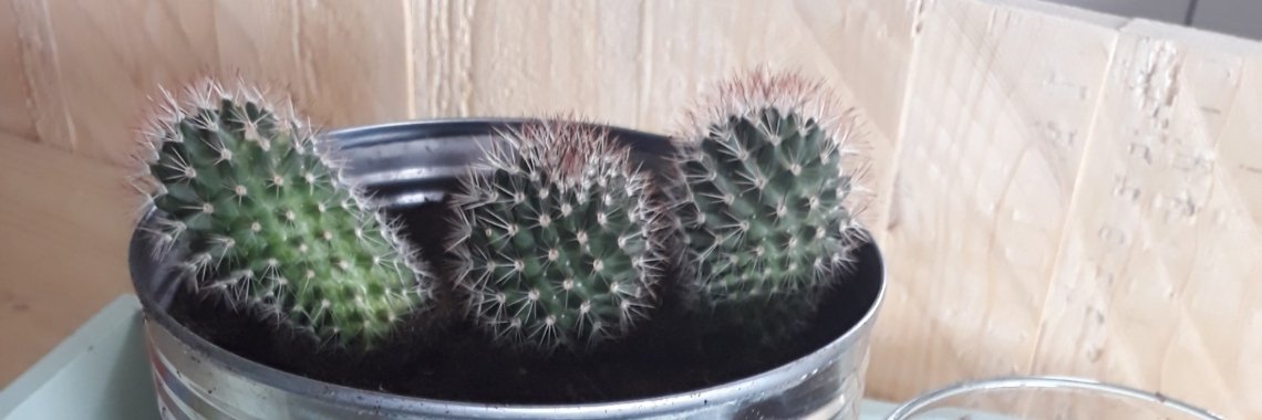 Cactus stekken | doke