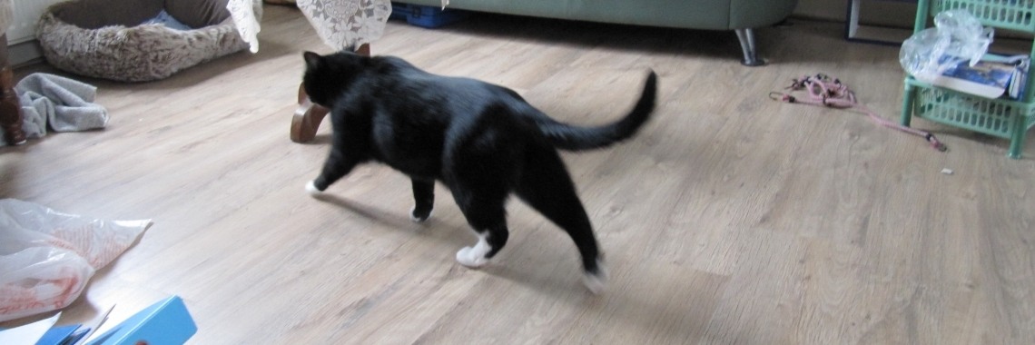 De kat trekt zijn conclusies.  | Zilverbloem