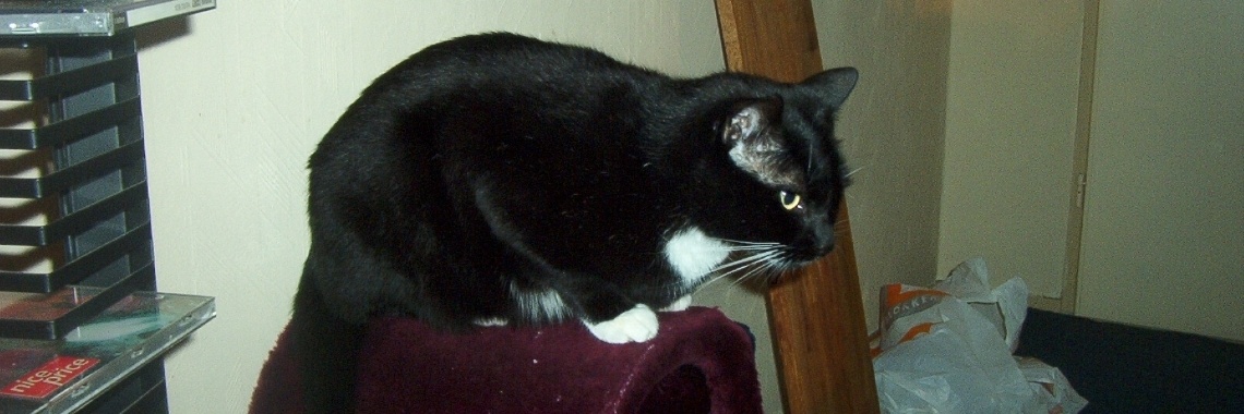 Een meeuwen en katten gevecht. | Zilverbloem