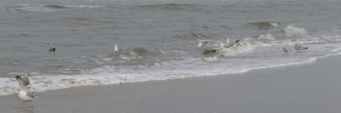 Flessen post uit de zee | Zilverbloem