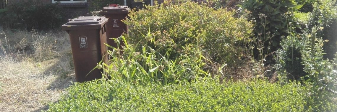 Foto's van mijn voortuin. | Zilverbloem