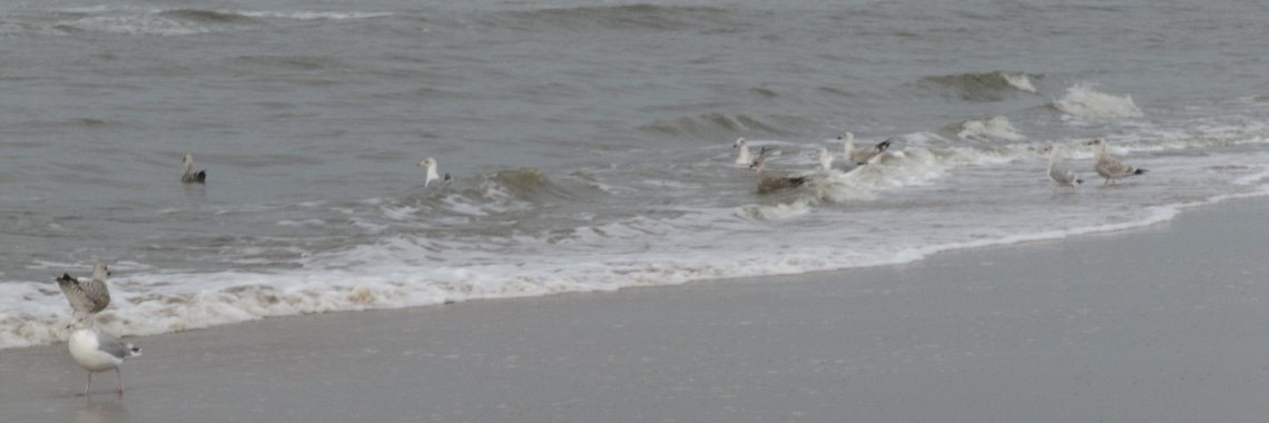 Ga terug opa! | Zilverbloem