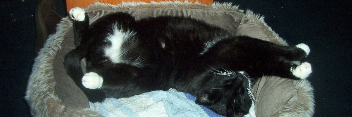 Grote schrik in het kattenpaleis. | Zilverbloem