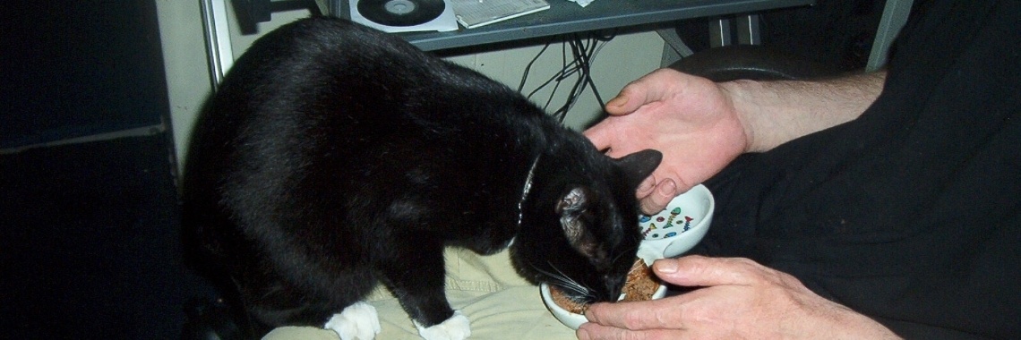 Het is stil in het kattenpaleis. | Zilverbloem