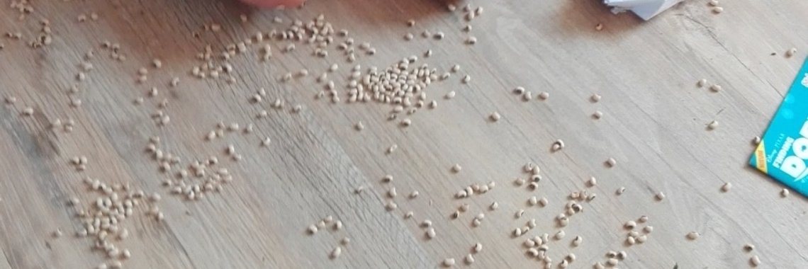 Het regent bonen in huis. | Zilverbloem