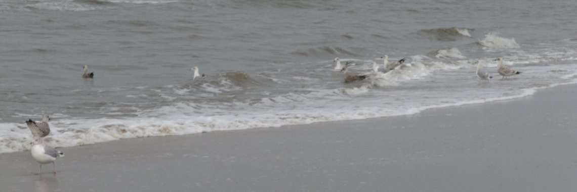 Kwallen horen in de zee. | Zilverbloem