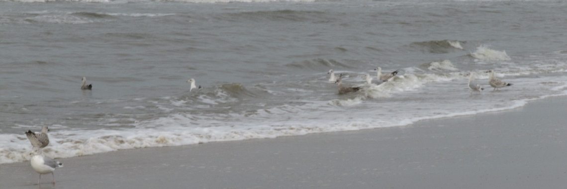 Meeuwen voor het raam | Zilverbloem