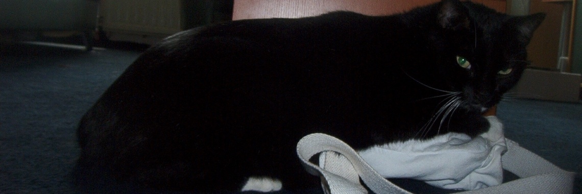 Onrust in het kattenpaleis | Zilverbloem