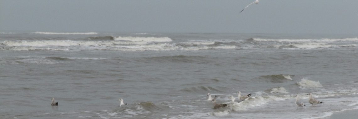 Overleg op de zeebodem. | Zilverbloem