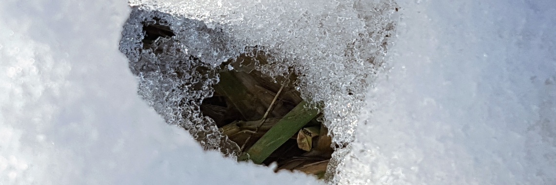 Cover - ijs | Madeleine