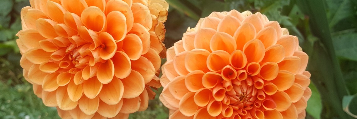 Foto Overzicht Bloemen | Madeleine