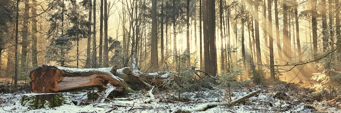 Morning Sunlight | Madeleine
