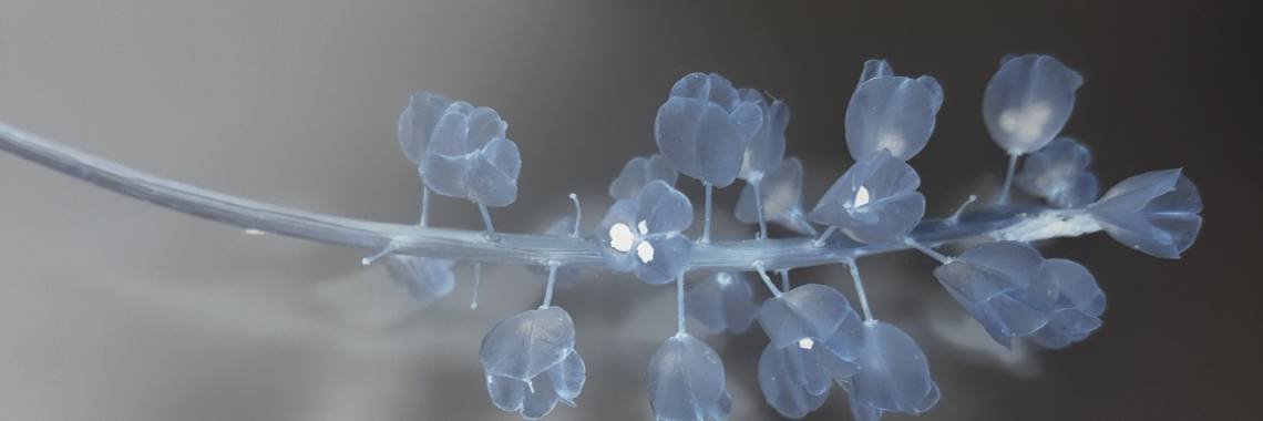 Negative still life | Madeleine