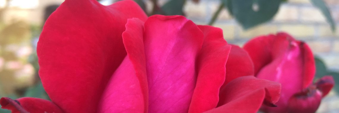 Daahirkaaga | Madeleine