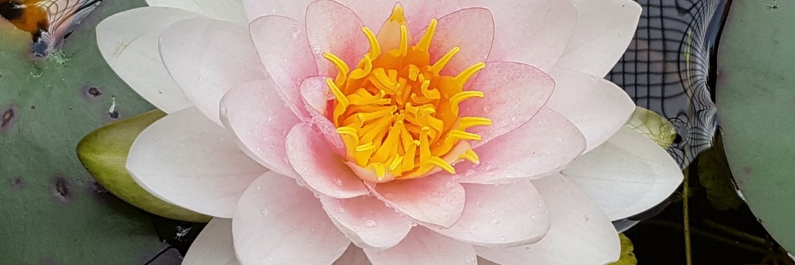 Waterlelie foto's + gedicht | Madeleine