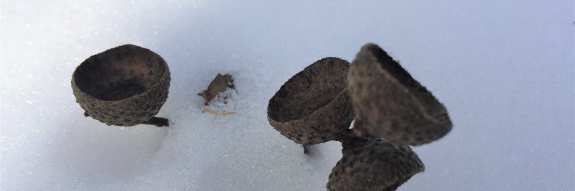 Wilgenkatjes en Eikelhoedjes | Madeleine