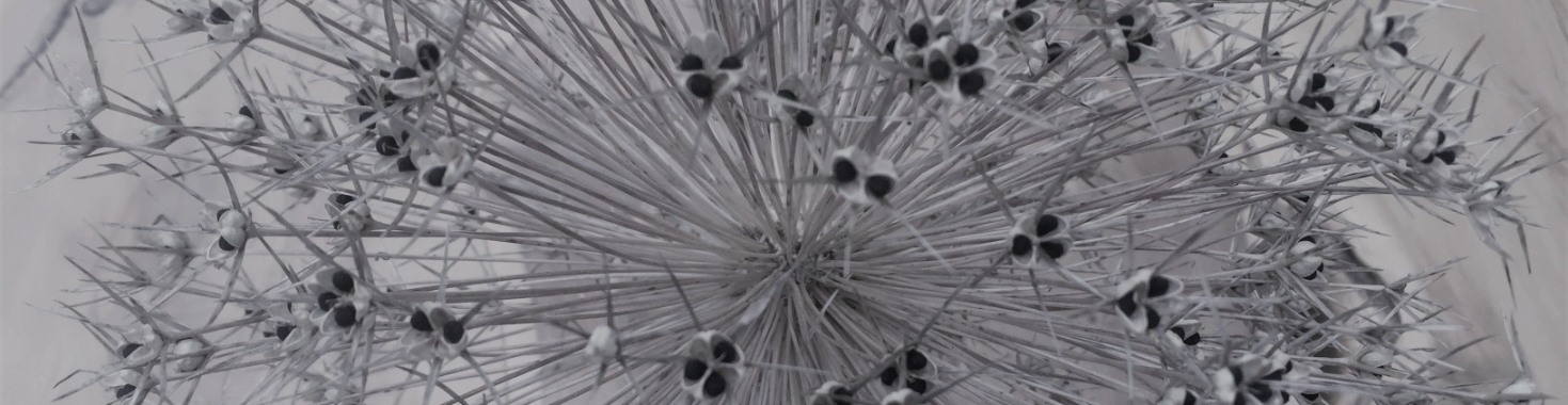 Black and white photography - Texture materials of nature | Madeleine