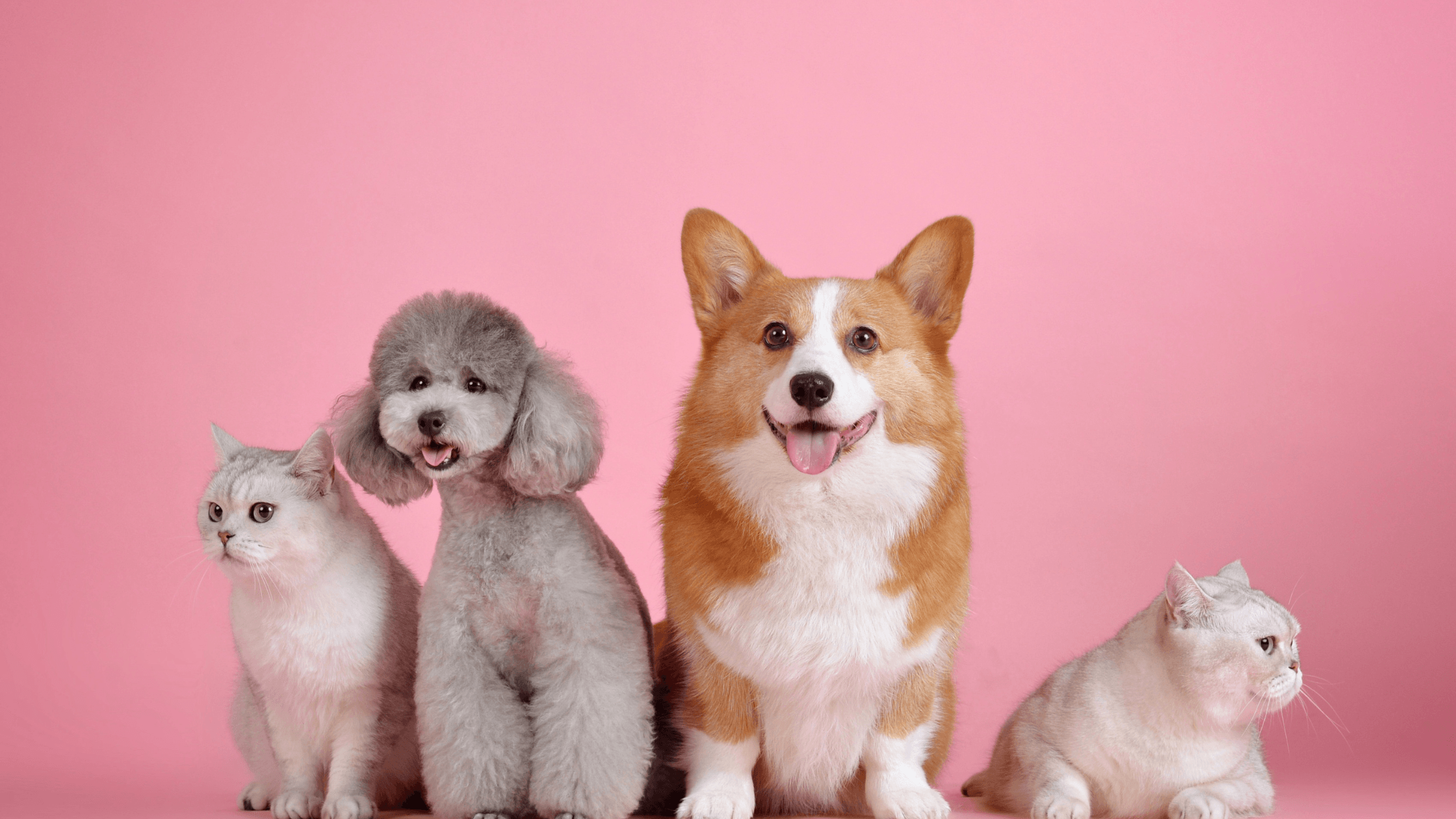 Top 50 Pet Love Quotes | Madeleine