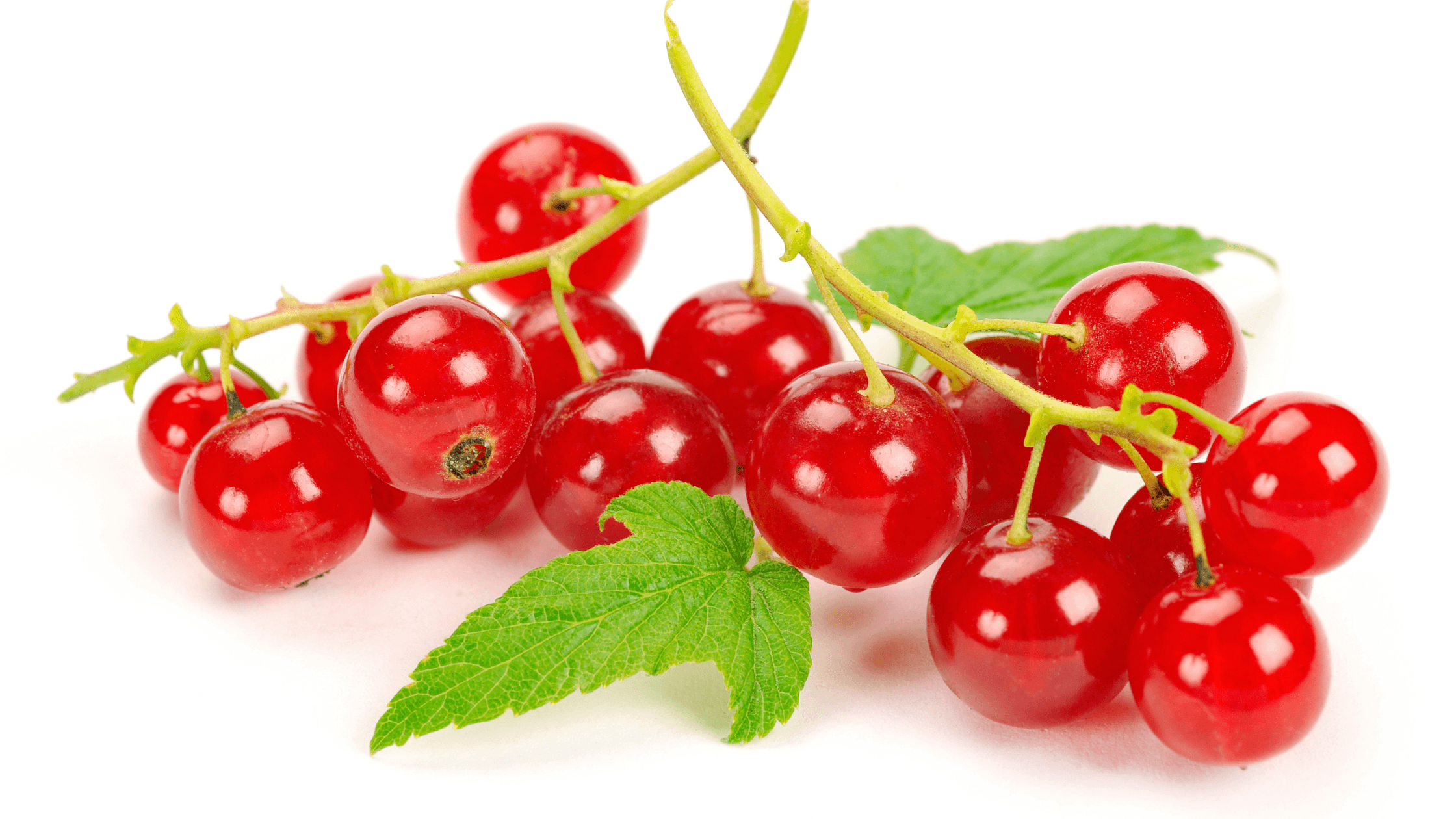 Red Currant: Everything You Need to Know | Madeleine
