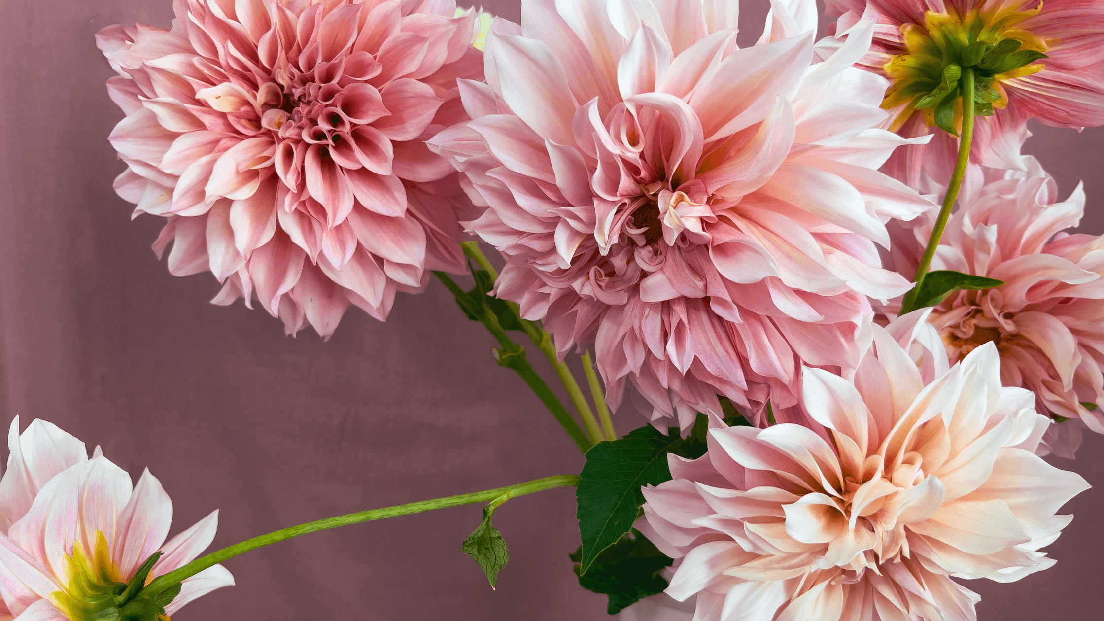 Ultimate Guide to Dahlia Flowers: Care, Cutting, Drying and More | Madeleine