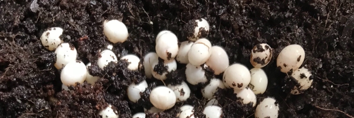 Eitjes | WilSnail-Family