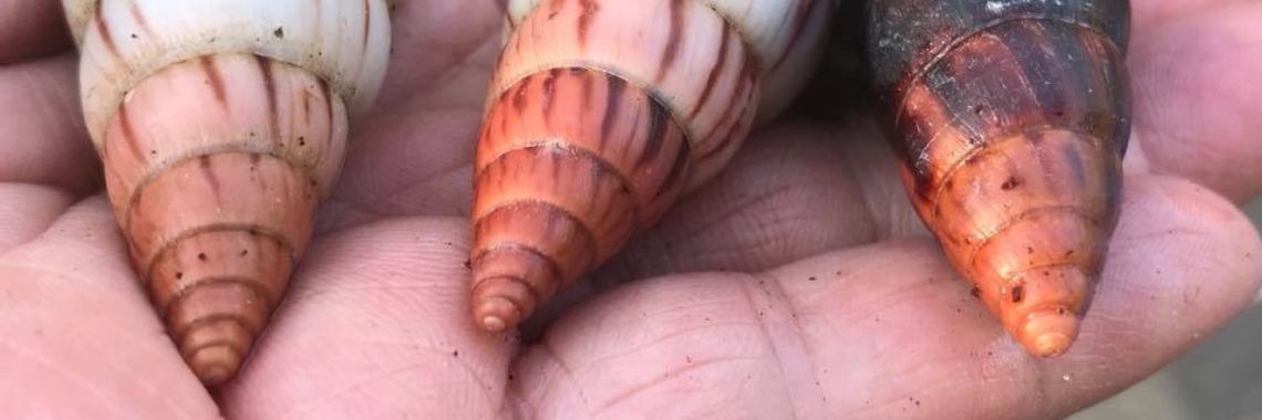 Limicolaria sp | WilSnail-Family