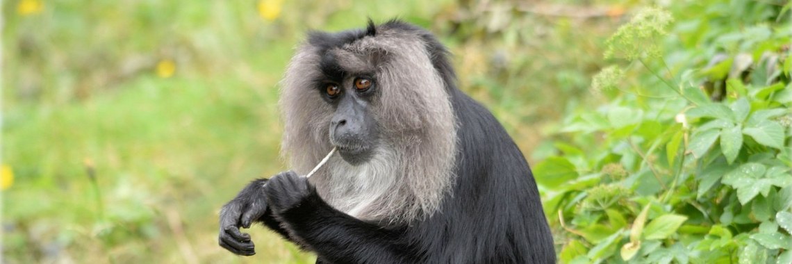 De prachtige Baardaap | Elise