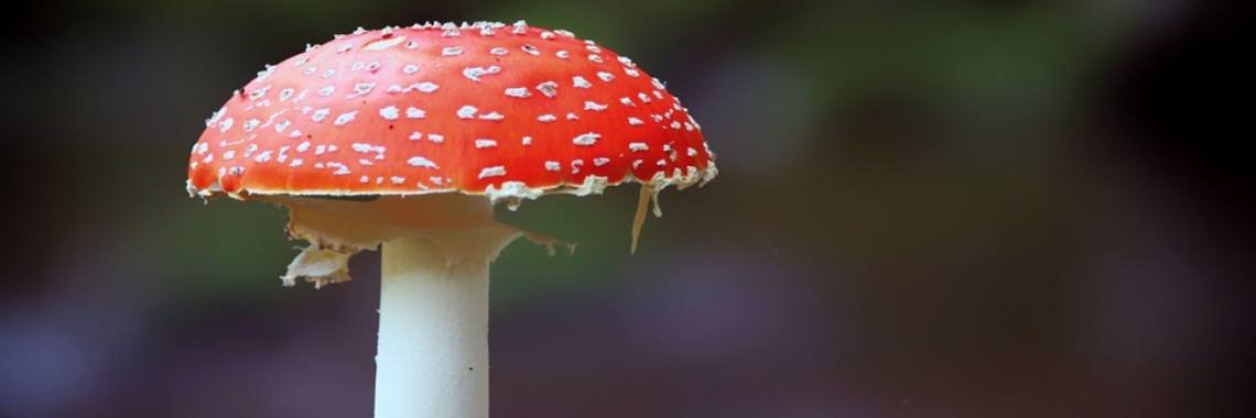 De vliegenzwam | Elise