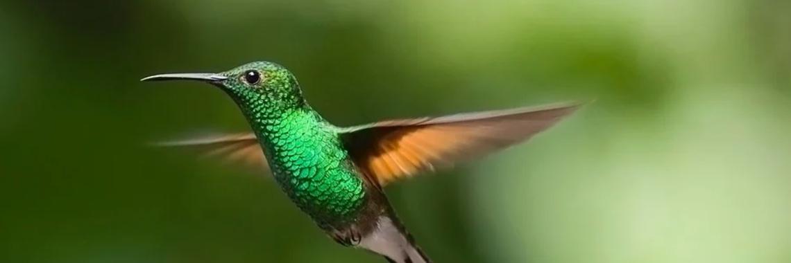 The smallest bird in the world - The Hummingbird | Elise