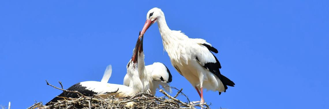 How big is a stork's nest? | Elise