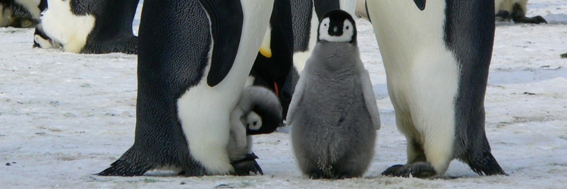 Hoe houden pinguïns zich warm? | Elise