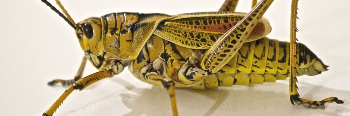 Sprinkhanen geluid | Elise