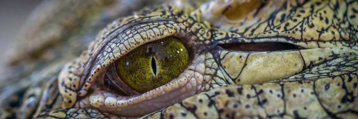 Hoe oud worden krokodillen? | Elise