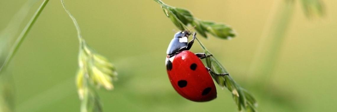 Hoe oud wordt een lieveheersbeestje? | Elise