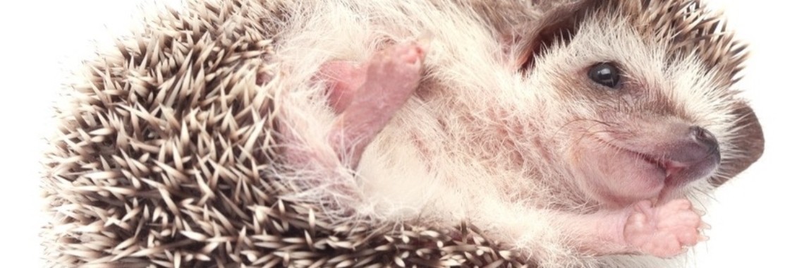 Hoe paren egels? (zonder zich te prikken) | Elise