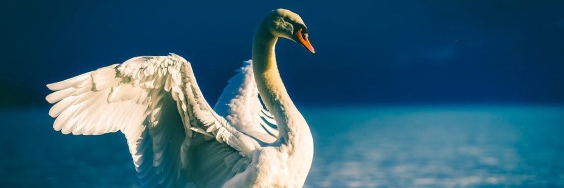 Hoe vliegt een zwaan? | Elise