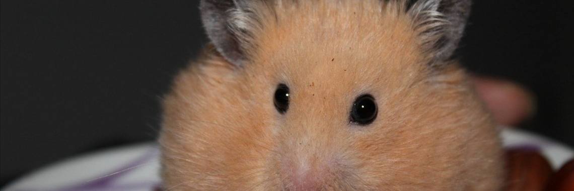 How do you prevent hoarding? | Elise