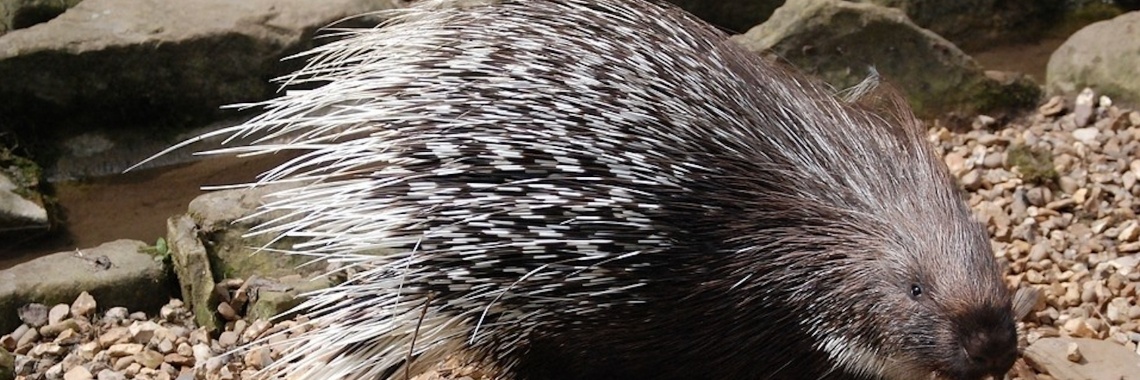 Can a porcupine shoot spines? | Elise