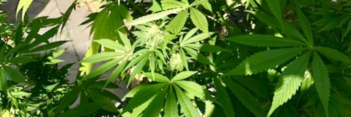 Mag ik wietplanten hebben? | Elise