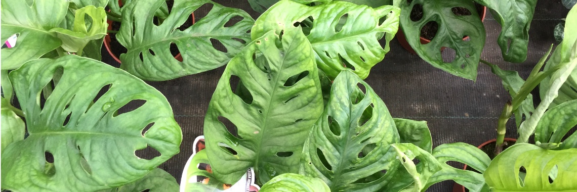 Monstera Monkey Leaf Holeplant | Elise