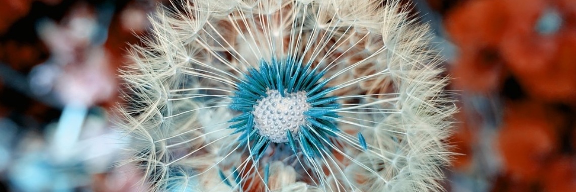Paardenbloem pluisjes blazen | Elise