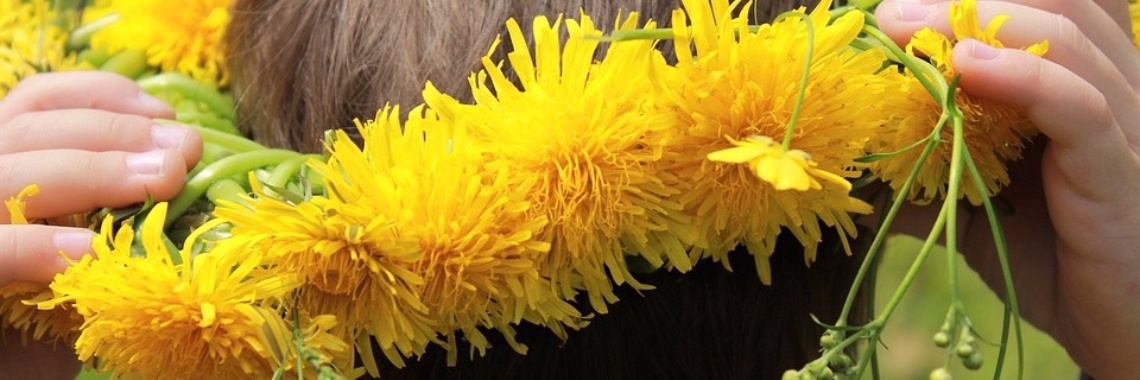 Paardenbloem tegen nierstenen | Elise