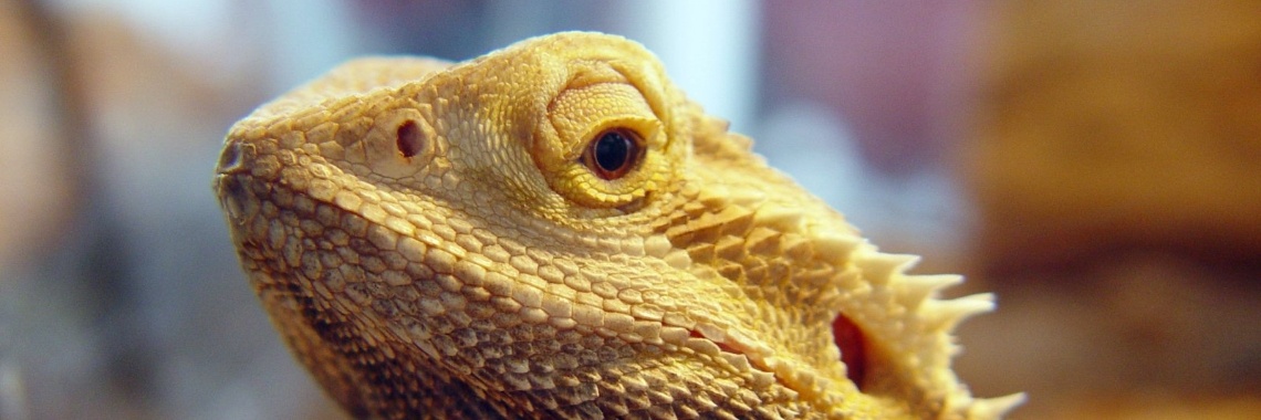 Stoere Baardagaam hagedissen | Elise