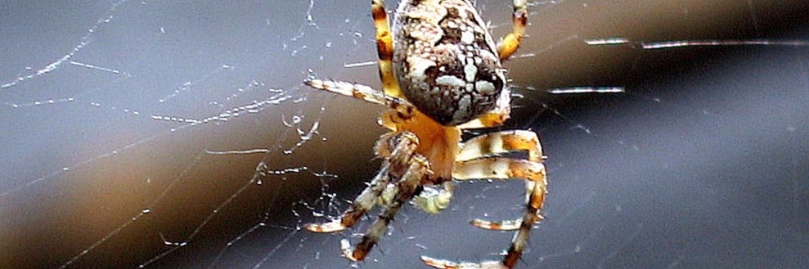 Verliefde kruisspinnen? | Elise