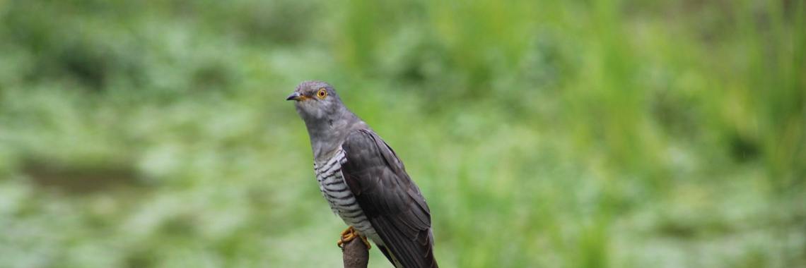 Why don't cuckoo build a nest? | Elise