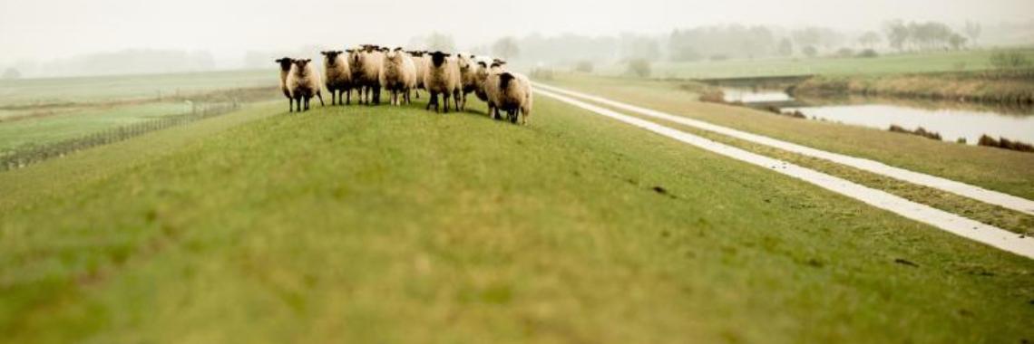 Waarom lopen er schapen op de dijk? | Elise