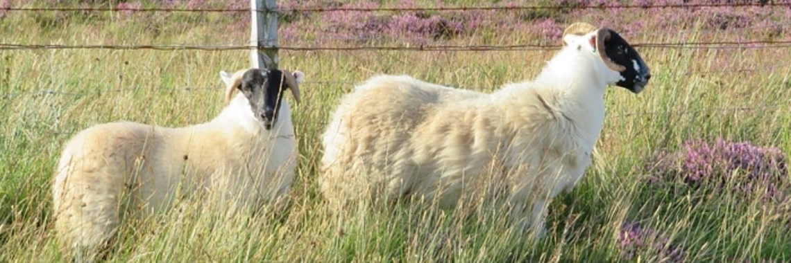 Waarom schapen op de heide? | Elise