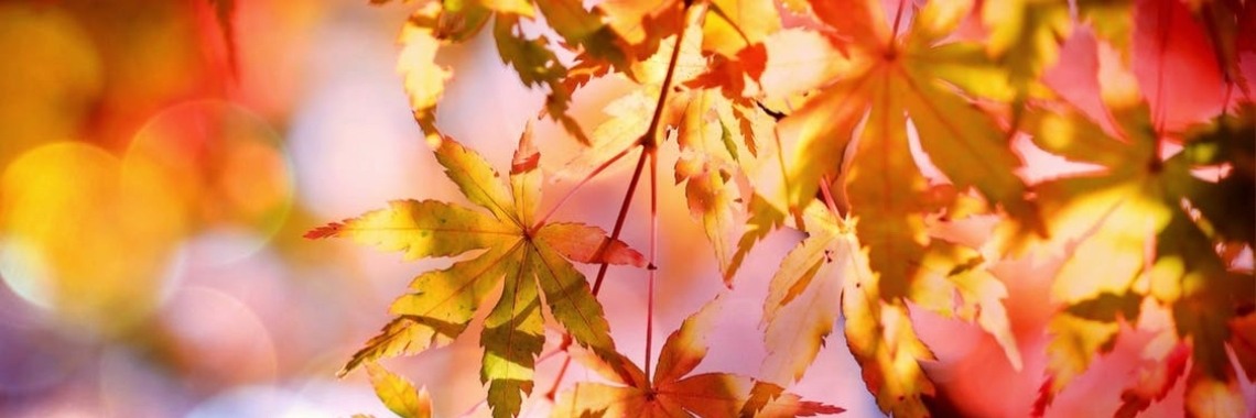 Waarom vallen er bladeren van de bomen? | Elise