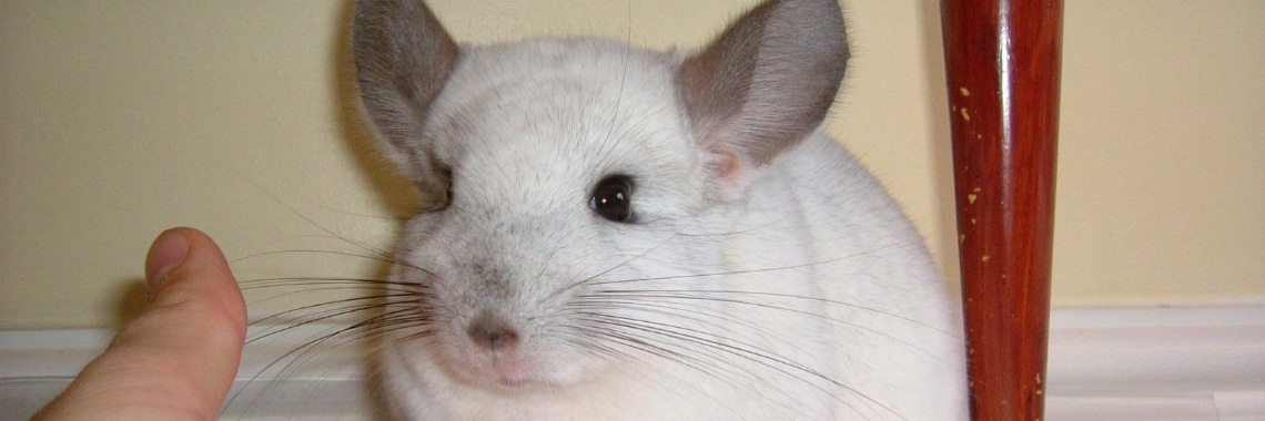 Wat eet een chinchilla? | Elise