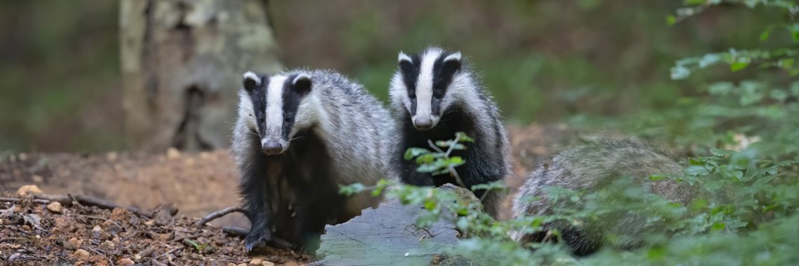 Wat is een dassenburcht? | Elise